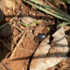 Adrisa sp. (genus) at Mount Ainslie - 9 Dec 2023 01:06 PM