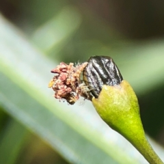 Neuroptera (order) at Mount Ainslie - 9 Dec 2023 01:07 PM