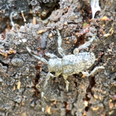 Ancita sp. (genus) (Longicorn or longhorn beetle) at Mount Ainslie - 9 Dec 2023 by Hejor1