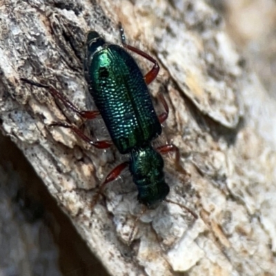 Phlogistus corallipes (Checkered beetle) at Mount Ainslie - 9 Dec 2023 by Hejor1