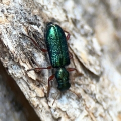 Phlogistus corallipes at Mount Ainslie - 9 Dec 2023