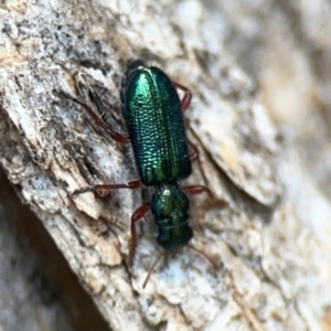 Phlogistus corallipes at Mount Ainslie - 9 Dec 2023 01:17 PM