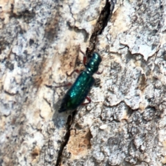 Phlogistus corallipes at Mount Ainslie - 9 Dec 2023 01:17 PM