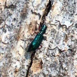 Phlogistus corallipes at Mount Ainslie - 9 Dec 2023