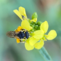 Lasioglossum (Chilalictus) sp. (genus & subgenus) (Halictid bee) at Mount Ainslie - 9 Dec 2023 by Hejor1