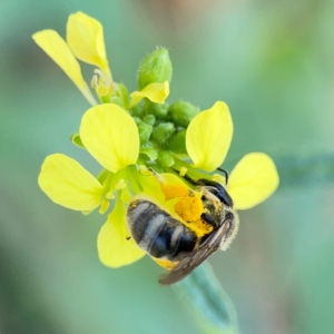 Lasioglossum (Chilalictus) sp. (genus & subgenus) at Mount Ainslie - 9 Dec 2023