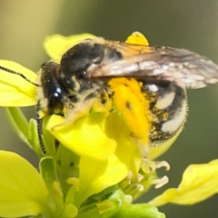 Lasioglossum (Chilalictus) sp. (genus & subgenus) at Mount Ainslie - 9 Dec 2023 01:23 PM