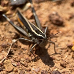 Macrotona australis at Ainslie, ACT - 9 Dec 2023