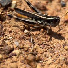 Macrotona australis at Ainslie, ACT - 9 Dec 2023 01:25 PM