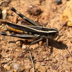 Macrotona australis at Ainslie, ACT - 9 Dec 2023 01:25 PM