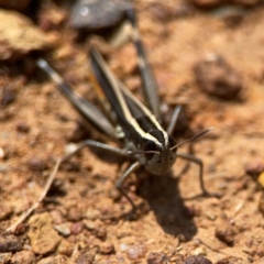 Macrotona australis at Ainslie, ACT - 9 Dec 2023 01:25 PM