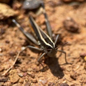 Macrotona australis at Ainslie, ACT - 9 Dec 2023 01:25 PM