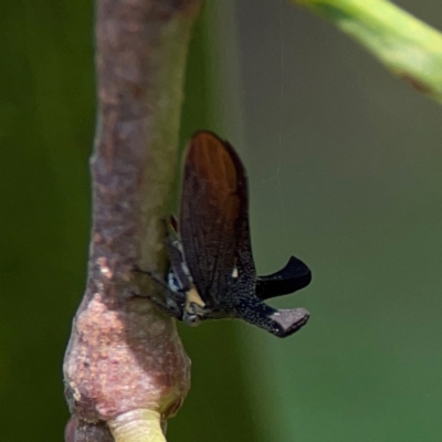 Ceraon sp. (genus) (2-horned tree hopper) at Ainslie, ACT - 9 Dec 2023 by Hejor1