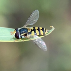 Simosyrphus grandicornis (Common hover fly) at Ainslie, ACT - 9 Dec 2023 by Hejor1