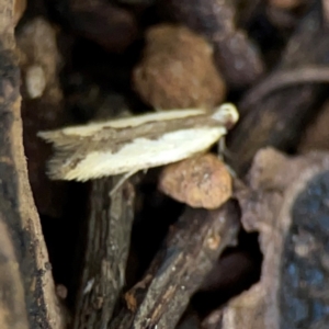 Ardozyga mesochra and similar species at Ainslie, ACT - 9 Dec 2023 01:32 PM