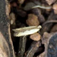 Ardozyga mesochra and similar species at Ainslie, ACT - 9 Dec 2023 01:32 PM