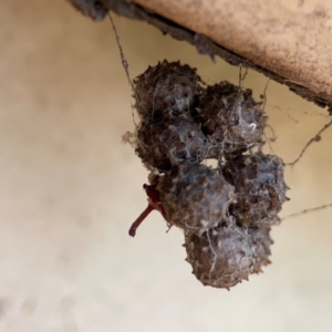 Celaenia calotoides at Ainslie, ACT - 9 Dec 2023