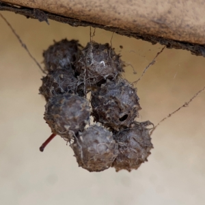 Celaenia calotoides at Ainslie, ACT - 9 Dec 2023