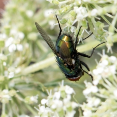 Lucilia cuprina (Australian sheep blowfly) at Higgins, ACT - 9 Dec 2023 by AlisonMilton