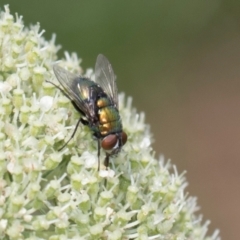 Lucilia cuprina at Higgins, ACT - 9 Dec 2023 01:02 PM