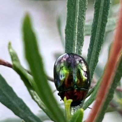 Callidemum hypochalceum (Hop-bush leaf beetle) at Kingston, ACT - 9 Dec 2023 by YellowButton