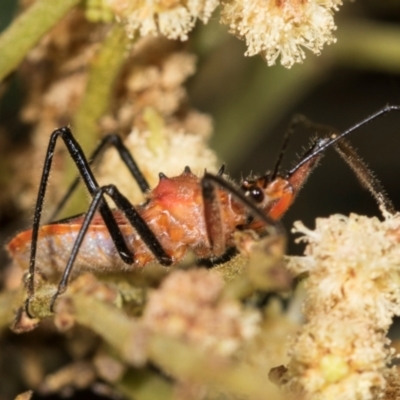 Gminatus australis (Orange assassin bug) at Umbagong District Park - 30 Nov 2023 by AlisonMilton