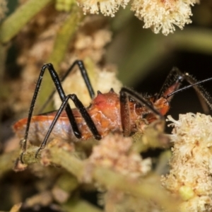 Gminatus australis at Umbagong District Park - 1 Dec 2023