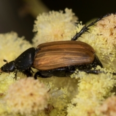 Phyllotocus rufipennis (Nectar scarab) at Umbagong District Park - 30 Nov 2023 by AlisonMilton