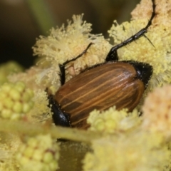 Phyllotocus rufipennis at Umbagong District Park - 1 Dec 2023