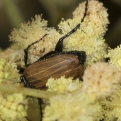 Phyllotocus rufipennis at Umbagong District Park - 1 Dec 2023