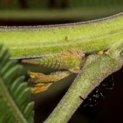 Sextius virescens (Acacia horned treehopper) at Macgregor, ACT - 30 Nov 2023 by AlisonMilton