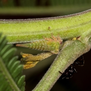 Sextius virescens at Umbagong District Park - 1 Dec 2023