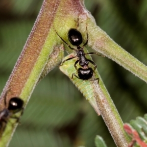 Sextius virescens at Umbagong District Park - 1 Dec 2023