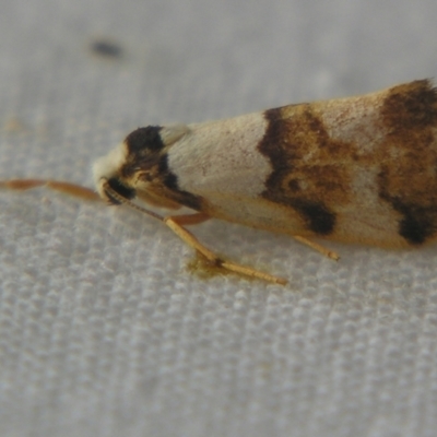 Philenora aspectalella (Little Mask Philenora) at Sheldon, QLD - 7 Dec 2007 by PJH123