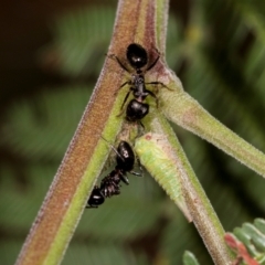 Notoncus sp. (genus) (A Notoncus ant) at Macgregor, ACT - 30 Nov 2023 by AlisonMilton