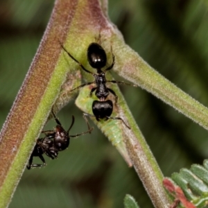 Notoncus sp. (genus) at Umbagong District Park - 1 Dec 2023