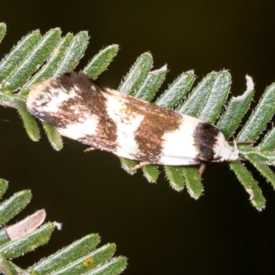 Isomoralla gephyrota (A Concealer moth) at Umbagong District Park - 30 Nov 2023 by AlisonMilton