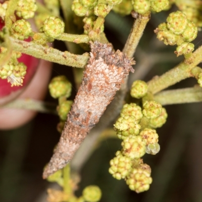 Psychidae (family) IMMATURE (Unidentified case moth or bagworm) at Macgregor, ACT - 30 Nov 2023 by AlisonMilton