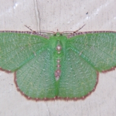 Eucyclodes metaspila (Insccribed Emerald) at Sheldon, QLD - 7 Dec 2007 by PJH123