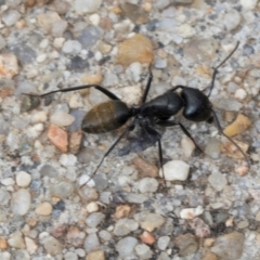 Camponotus aeneopilosus (A Golden-tailed sugar ant) at Macgregor, ACT - 30 Nov 2023 by AlisonMilton