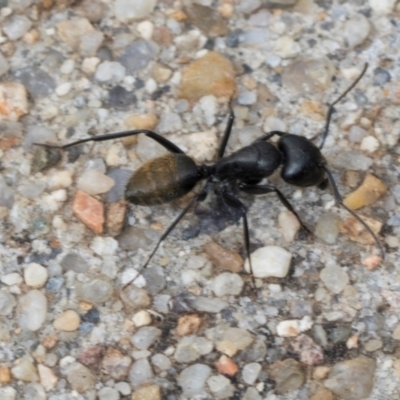 Camponotus aeneopilosus (A Golden-tailed sugar ant) at Umbagong District Park - 30 Nov 2023 by AlisonMilton