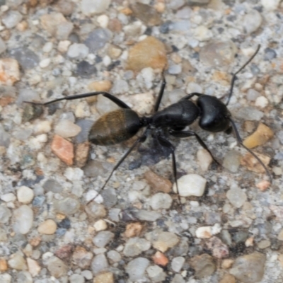 Camponotus aeneopilosus (A Golden-tailed sugar ant) at Macgregor, ACT - 30 Nov 2023 by AlisonMilton