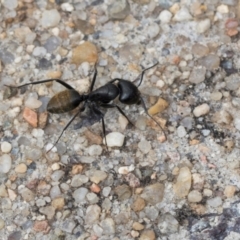 Camponotus aeneopilosus at Umbagong District Park - 1 Dec 2023