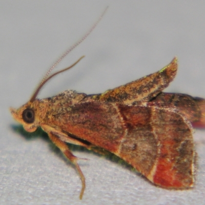 Gauna aegusalis (Pyraline moth) at Sheldon, QLD - 7 Dec 2007 by PJH123