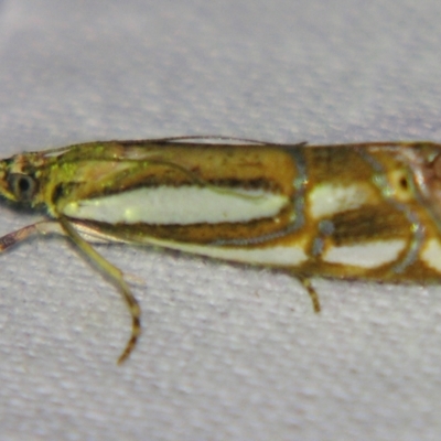 Hednota argyroeles (a Crambid moth (Crambinae)) at Sheldon, QLD - 7 Dec 2007 by PJH123