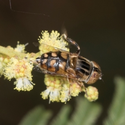 Eristalinus punctulatus (Golden Native Drone Fly) at Umbagong District Park - 30 Nov 2023 by AlisonMilton