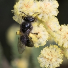 Leioproctus sp. (genus) (Plaster bee) at Umbagong District Park - 30 Nov 2023 by AlisonMilton