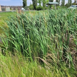 Typha latifolia at Nimmitabel, NSW - 9 Dec 2023