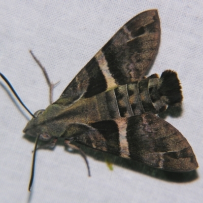 Macroglossum errans (Australian Hummingbird Hawkmoth) at  - suppressed by PJH123