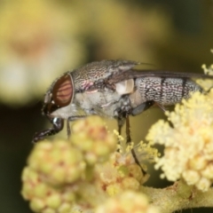 Stomorhina subapicalis (A snout fly) at Umbagong District Park - 1 Dec 2023 by AlisonMilton